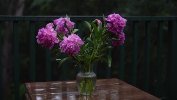 Peony flowers in a heavy rain. - Footage, Video