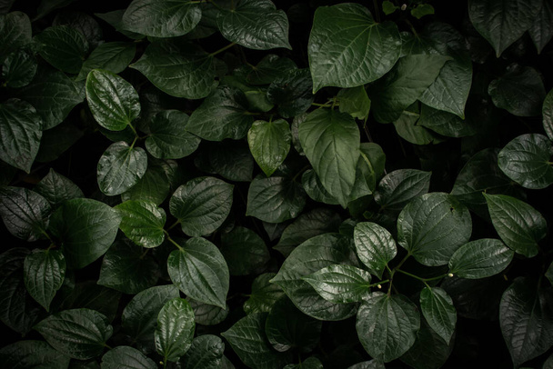 Зеленые листья текстуры вид сверху. Полная рамка тропического темно-зеленого листа. - Фото, изображение