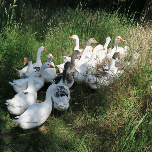live gray and white geese, eat green grass in summer in nature - Photo, Image