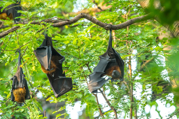 Nietoperze zbliżeniowe wiszące do góry nogami na gałęzi drzewa - Zdjęcie, obraz