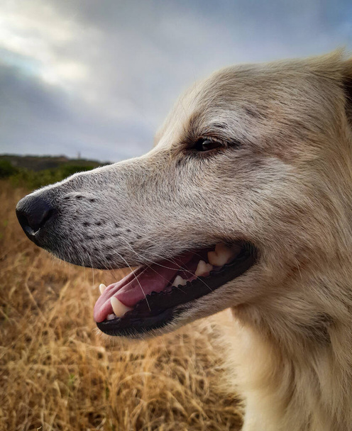 foto de perfil cão alegre
 - Foto, Imagem