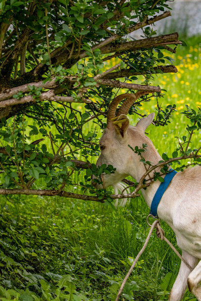 Büyük yerli beyaz keçi ağaç dalları yiyor. - Fotoğraf, Görsel