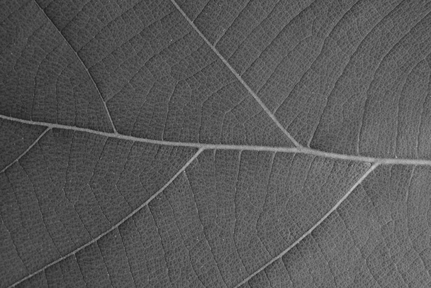 суха чорно-біла текстура листя
 - Фото, зображення