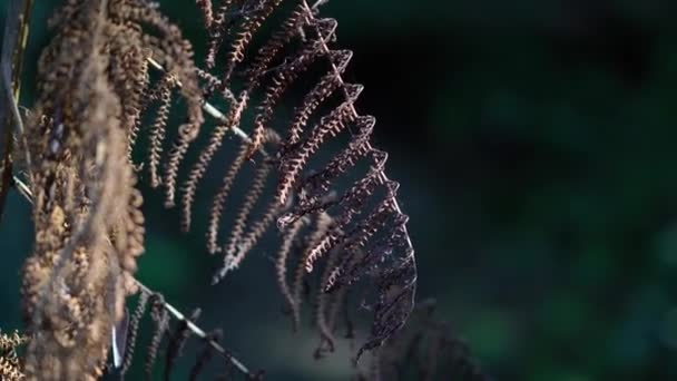 Droge bruine varenboom met spinnenweb. - Video