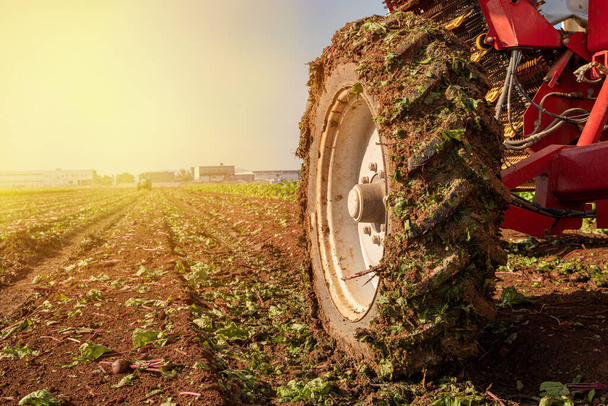 Agriculture concept. Tractor Wheel covered in mud and plowing field in the background. - Photo, Image
