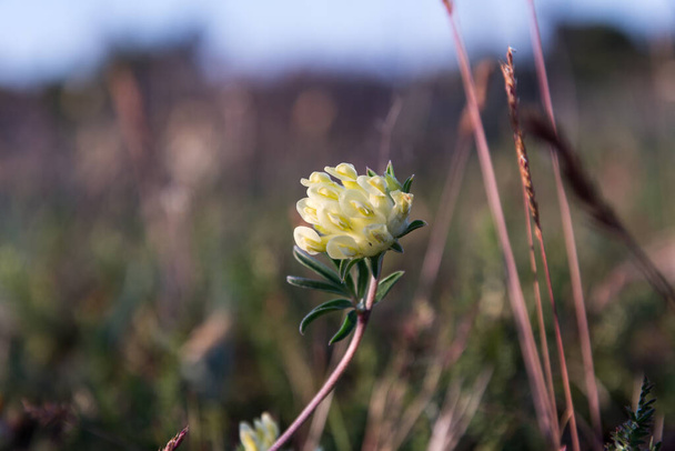 Yellow Kidney vetch flower close up on the island Oland in Sweden - Photo, Image