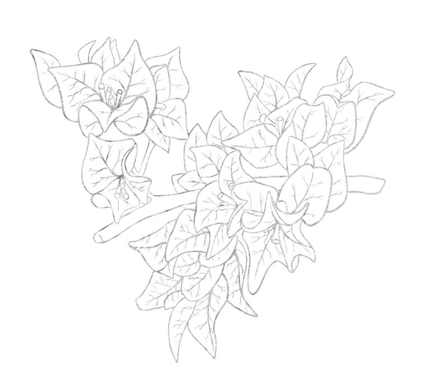 Silver outline image of flowers of bougainvillea. - Foto, Imagem