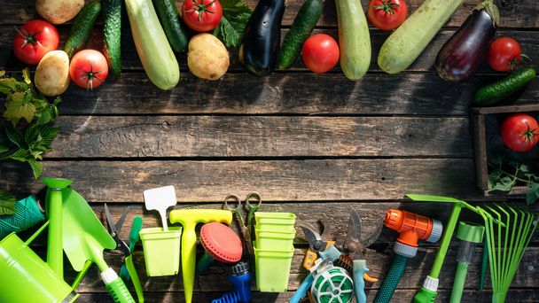 Garden tools and vegetables on the garden table flat lay background with copy space. Gardening. Agricultural concept background. - Foto, afbeelding