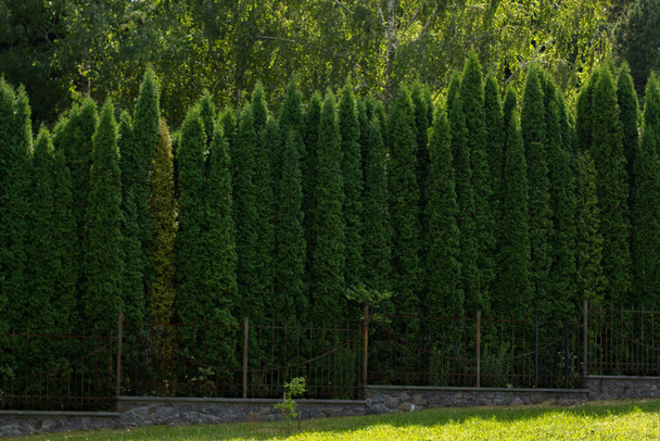 a high arborvitae in the park - Photo, image