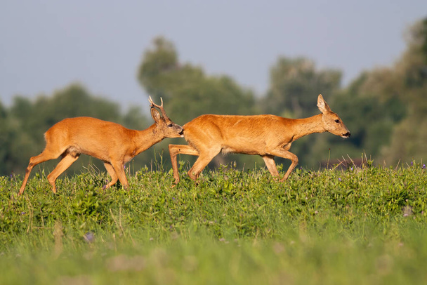 Roe cervo macho farejando fêmea no prado durante o verão
. - Foto, Imagem