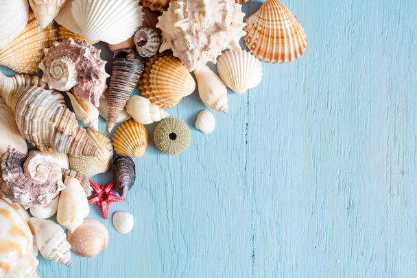Sea shells on blue wooden background. Copy space. Summer concept - Photo, image