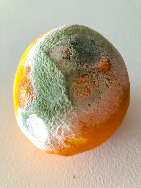 When oranges are beginning to spoil, they will become soft at first, and then develop a white mold. The mold will quickly spread and turn green. Oranges should be discarded as soon as they start to become soft.  - Photo, Image