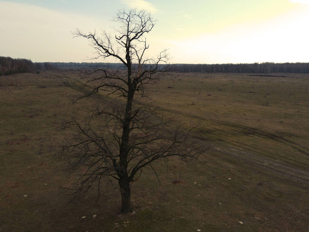 A spooky tree in a field in the evening, aerial view. Wild pear tree. - Photo, Image