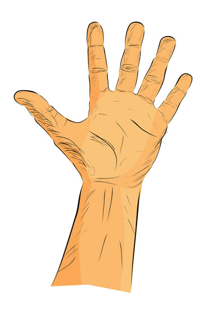 Counting Hand, lub Głosuj, dwa, izolowane na białym - Wektor, obraz