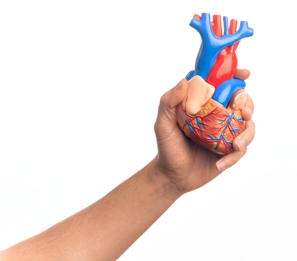 Hand of caucasian young man holding artificial heart over isolated white background - Photo, Image