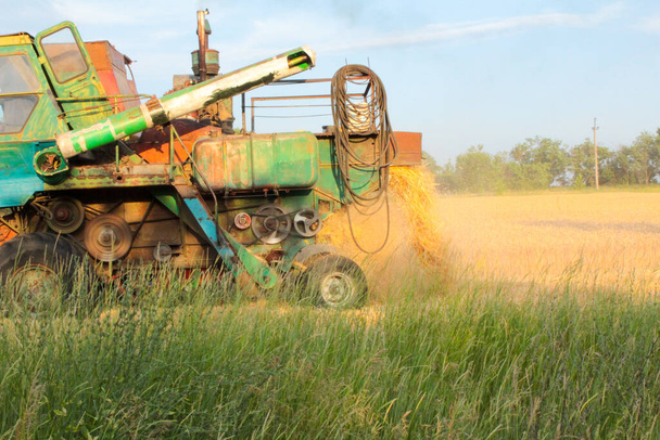 Harvesting in Ukraine combine harvester mows wheat in the field - Zdjęcie, obraz