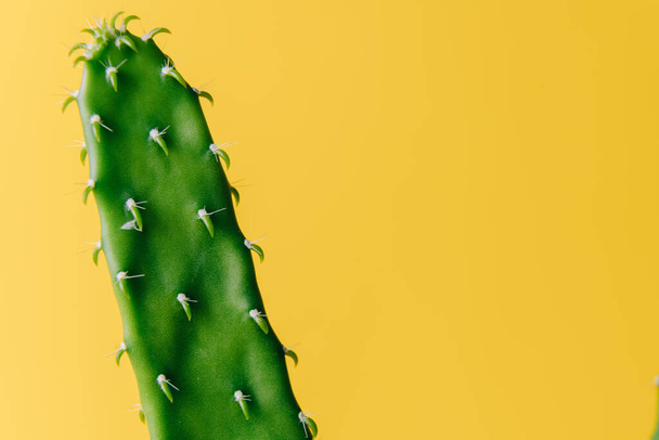 Közelkép a lapos és hosszú zöld kaktuszról sárga háttérrel. Minimális dekoráció növény színes háttér másolási hely. Vidám szín és stílusos nyári képzőművészet nyomtatás és web design. - Fotó, kép