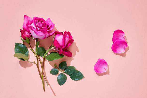 Pink roses with green leaves on pastel background, flat lay. - Photo, Image