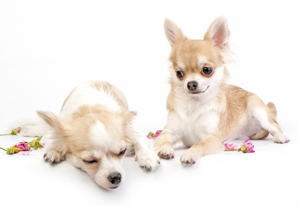 Love story (continued), couple of chihuahua puppies - Φωτογραφία, εικόνα
