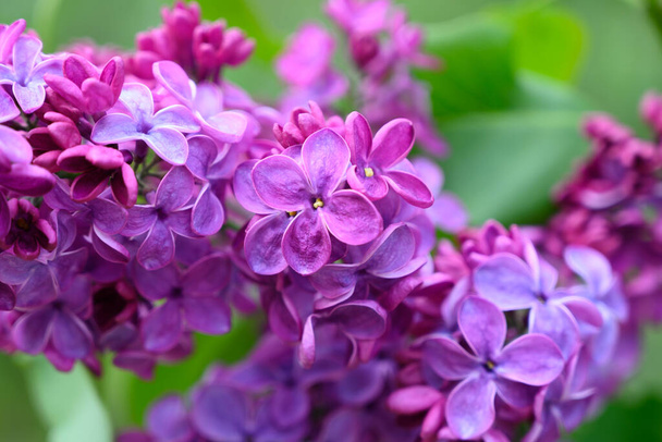 Close-up de belas flores lilás florescendo, Chisinau, Moldávia
 - Foto, Imagem