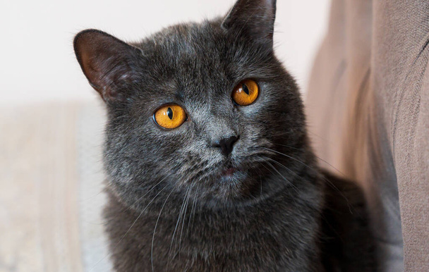 Britská krátkosrstá kočka s šedou srstí a oranžovýma očima, Kišiněv, Moldavsko - Fotografie, Obrázek