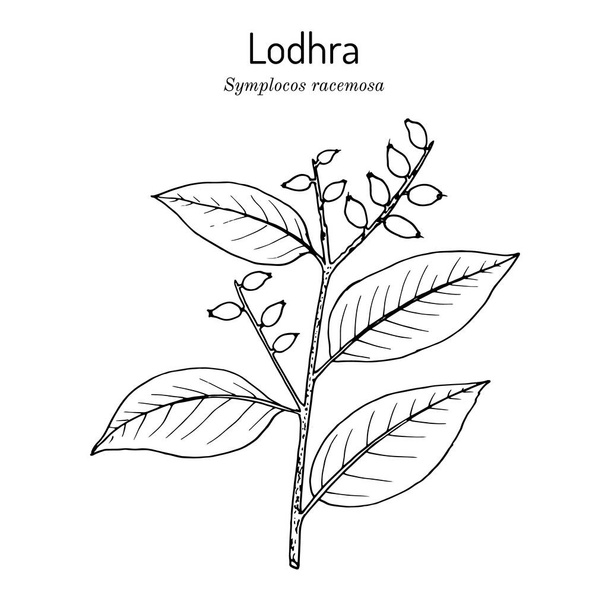 Lodhra Symplocos Racemosa , medicinal plant - Vettoriali, immagini