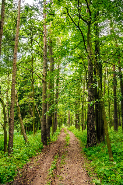 Path in forest - Fotó, kép