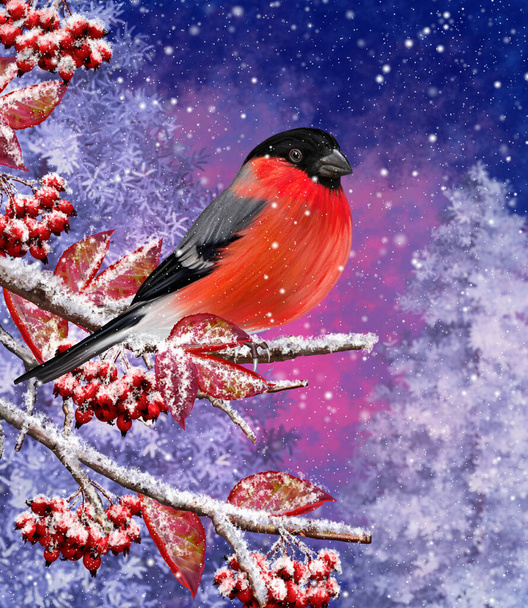 Christmas winter background, red bullfinch bird sitting on a snowy branch, berries, foliage, sunset, blizzard - Фото, изображение