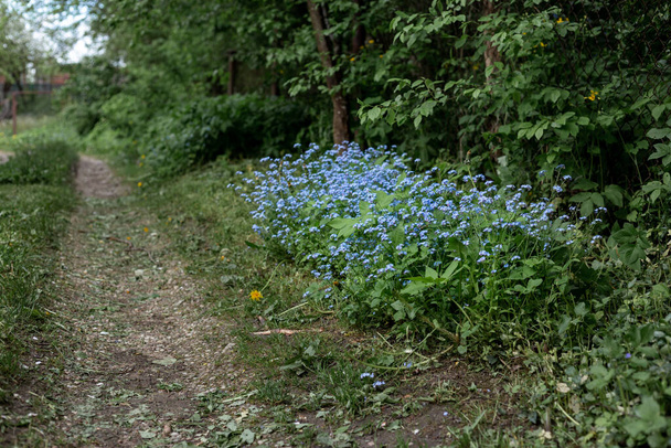 A group of forget-me-nots growing on the side of a forest road - Foto, Bild