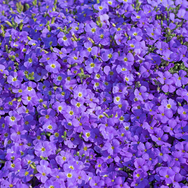 Kwitnąca niebieska aubrieta wiosną - Zdjęcie, obraz