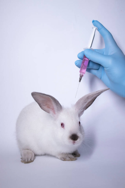 käsi sinisessä lääketieteellisessä käsineessä ruiskuttaa vaaleanpunaista nestettä pelästyneeseen valkoiseen kaniin - Valokuva, kuva
