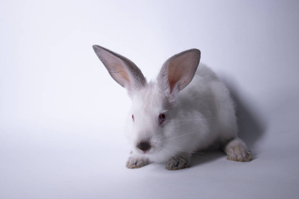 白いウサギ、白い背景に赤い目のウサギ。隔離されてる。スペースのコピー. - 写真・画像