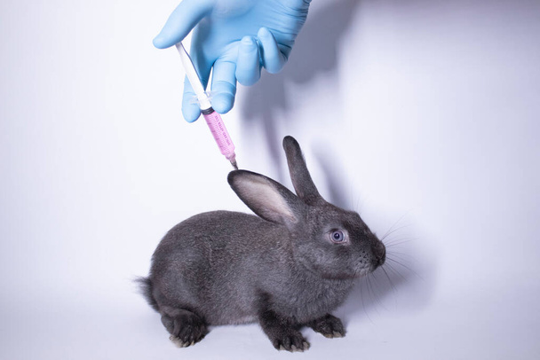 青い医療用手袋の手がピンクの液体をおびえた灰色のウサギのウサギに注射する - 写真・画像