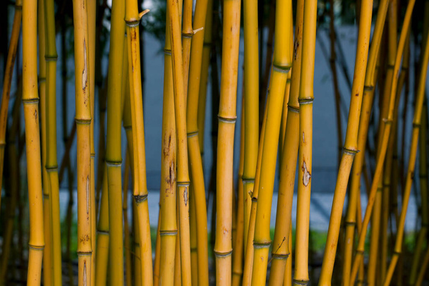 Bambu varret keltainen lähikuva. Ympäristöystävällisiä luonnon materiaalia.Trooppisten metsien kasveja.Ryhmä koriste bambu kaupungin puutarhassa. - Valokuva, kuva