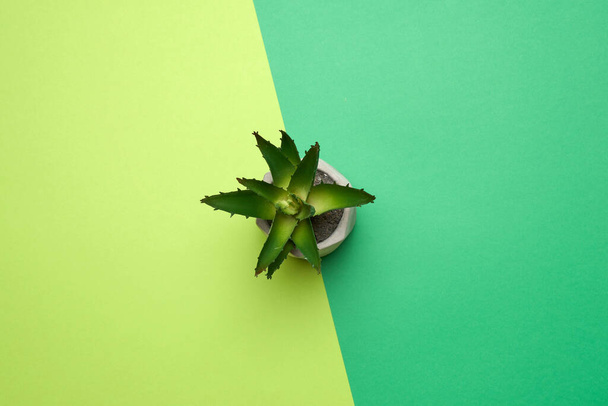 ceramic pot with growing aloe on a green background, top view, place for text, minimalism - Fotó, kép
