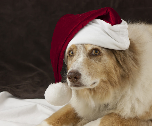 Christmas puppy - Foto, afbeelding