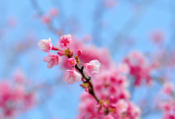 Sakura flor rosa en ChaingMai, Tailandia (flor de cerezo
) - Foto, Imagen