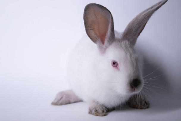 conejo blanco, conejo con ojos rojos sobre un fondo blanco. Aislado. Copiar espacio
. - Foto, Imagen