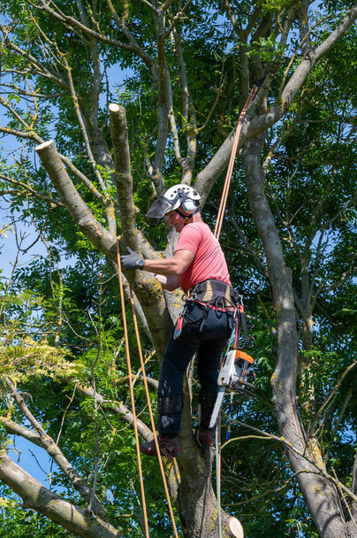 Χειρουργός δέντρων ή Arborist στέκεται επάνω σε ένα μεγάλο δέντρο έτοιμο για εργασία. - Φωτογραφία, εικόνα