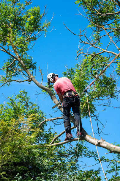 Un chirurgien ou un arboriste utilisant une tronçonneuse et des cordes de sécurité lorsqu'il travaille sur un arbre. - Photo, image