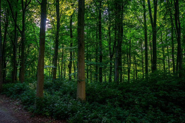 The green densely packed trees in Haagse Bos, The Hague forest - Фото, изображение