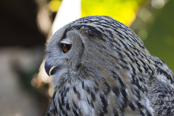 A closeup shot of an owl with open beak - Foto, Imagen