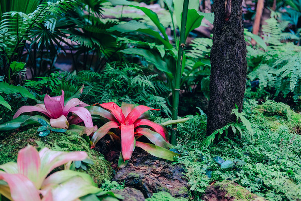 Урн Бромелієва тропічна рослина в садовому парку
 - Фото, зображення