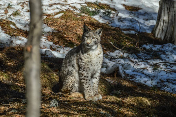 A closeup shot of a lynx in the snow-covered woods of Lacuniacha wildlife park, Spain - Fotografie, Obrázek