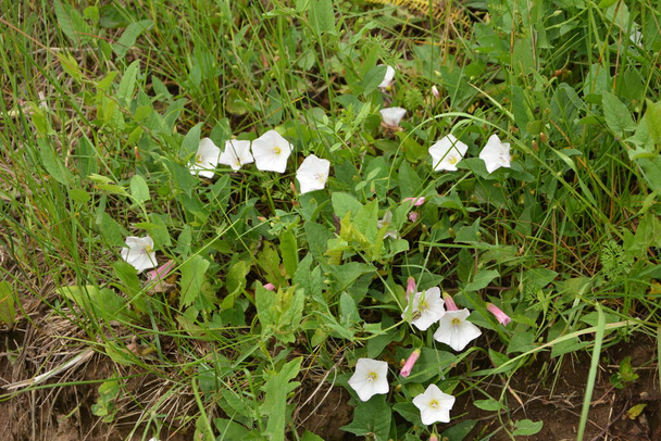Růžové kvetoucí pole bindweed květiny (Convolvulus arvensis) v kraji - Fotografie, Obrázek