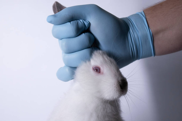 uma mão em uma luva médica azul mantém um coelho branco assustado. espaço de cópia. veterinário, experiências, conceito de cosméticos
 - Foto, Imagem