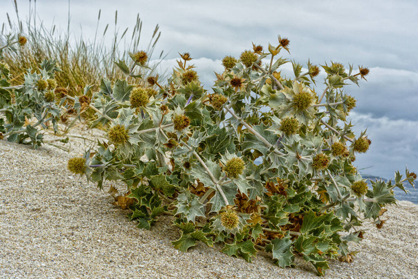 Eryngium maritimum, ευρωπαϊκό φυτό στη θάλασσα san - Φωτογραφία, εικόνα