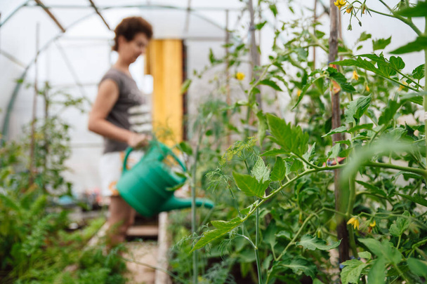 Ev yapımı, bahçıvanlık ve tarım kutsallığı. Serada domates çalıları, arka planda bir kadın çiftçi. - Fotoğraf, Görsel