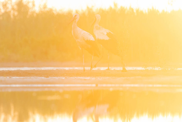 pár fehér gólya naplementekor - Fotó, kép