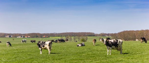 Fekete-fehér holstein tehenek panorámája Frieslandben, Hollandiában - Fotó, kép